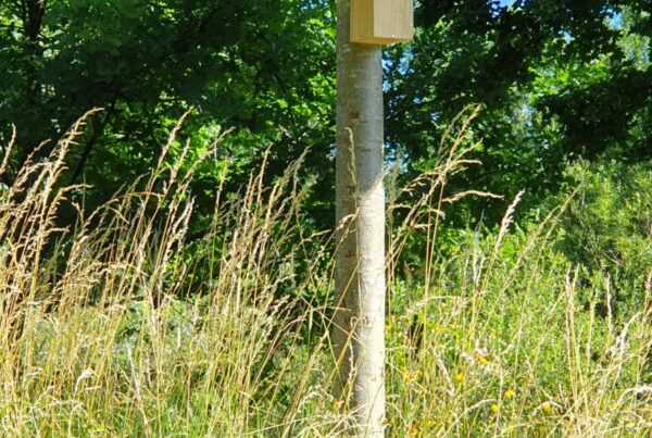 An einem Baum hängt ein Vogelnistkasten