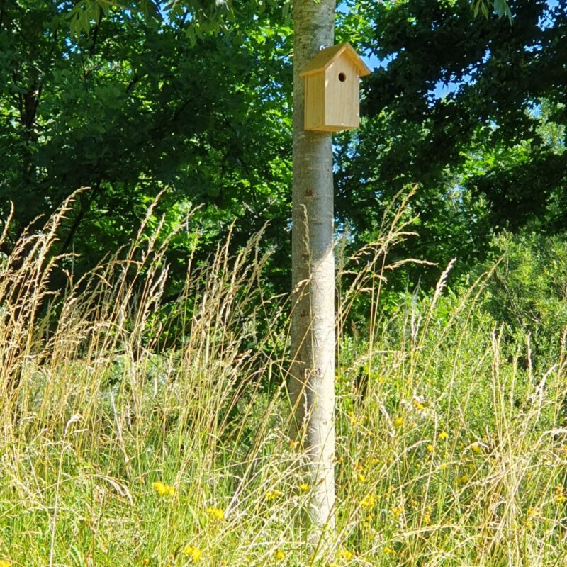 An einem Baum hängt ein Vogelnistkasten
